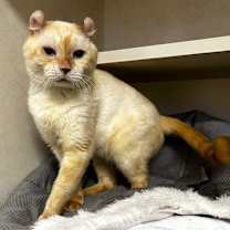 Thumbnail photo of Ziya - available 12/18 #2