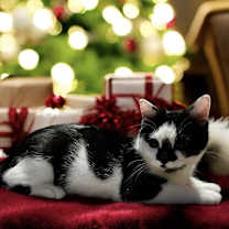 Thumbnail photo of Noel #1