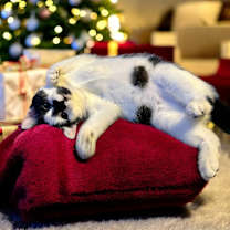 Thumbnail photo of Noel #2