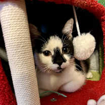 Thumbnail photo of Noel #3