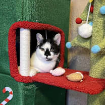 Thumbnail photo of Noel #4