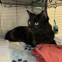 Thumbnail photo of Bitsy #2