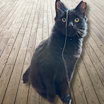 Thumbnail photo of Bitsy #3