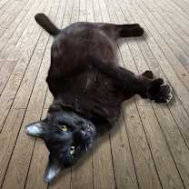 Thumbnail photo of Bitsy #4