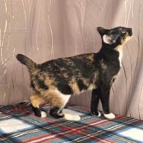 Thumbnail photo of Calliby #4