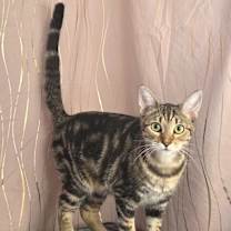 Thumbnail photo of Indy #1