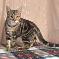 Thumbnail photo of Indy #2