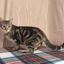 Thumbnail photo of Indy #3