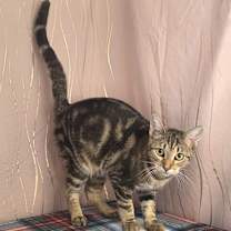 Thumbnail photo of Indy #4