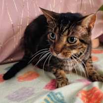 Thumbnail photo of Ace #2