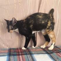 Thumbnail photo of Calliby #3