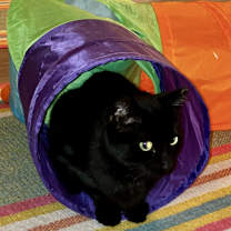 Thumbnail photo of Belladonna #2