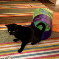 Thumbnail photo of Belladonna #3