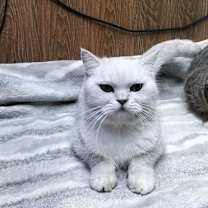 Thumbnail photo of Bo Bo #3