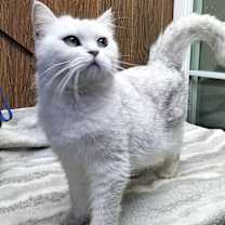 Thumbnail photo of Bo Bo #4