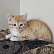 Thumbnail photo of Poppy (2025) #3