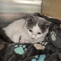 Thumbnail photo of Gracie #2