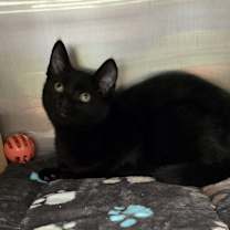 Thumbnail photo of Noble #3