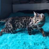 Thumbnail photo of Onyx #1