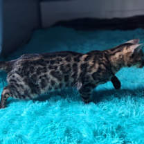 Thumbnail photo of Onyx #3