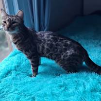 Thumbnail photo of Onyx #4