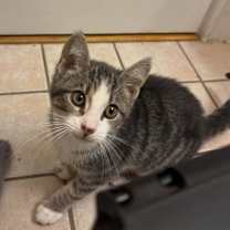 Thumbnail photo of Chica #3