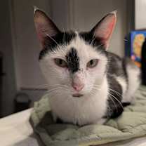 Thumbnail photo of Tall Cat (TC) #1