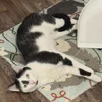 Thumbnail photo of Tall Cat (TC) #2