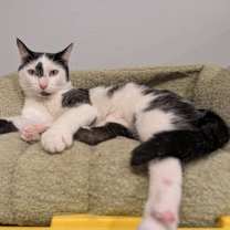 Thumbnail photo of Tall Cat (TC) #3