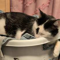 Thumbnail photo of Tall Cat (TC) #4