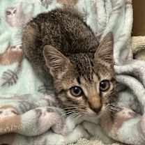 Thumbnail photo of Astrid #2