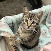 Thumbnail photo of Astrid #3