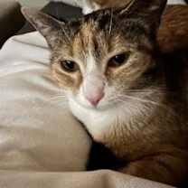 Thumbnail photo of IRMA #1