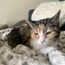 Thumbnail photo of IRMA #3