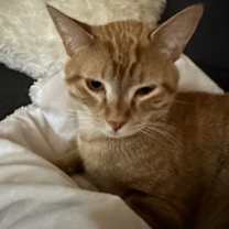 Thumbnail photo of IVAN #3