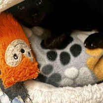 Thumbnail photo of Farrah #2