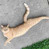 Thumbnail photo of Sunball #2