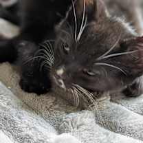 Thumbnail photo of Kia (bonded with Audi) #2