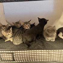 Thumbnail photo of **Cat Cafe** Moose #3