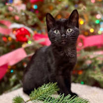 Thumbnail photo of Ducky #1