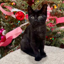 Thumbnail photo of Ducky #2