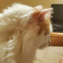 Thumbnail photo of Flynn Kallen #2