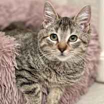 Thumbnail photo of Fancy Nancy #1