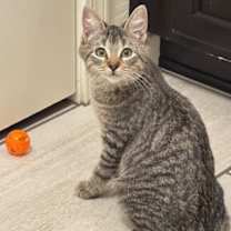 Thumbnail photo of Fancy Nancy #2