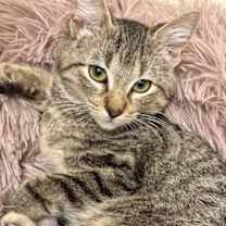 Thumbnail photo of Fancy Nancy #3