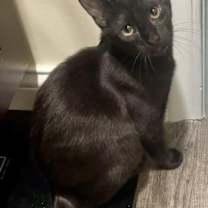 Thumbnail photo of Dionne #4