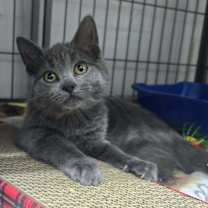 Thumbnail photo of Chou Chou #1