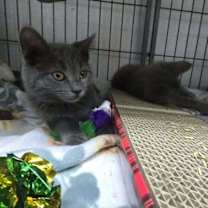 Thumbnail photo of Chou Chou #4