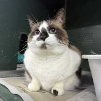 Thumbnail photo of Tip fka Phobie #3