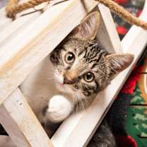 Thumbnail photo of Casper #2